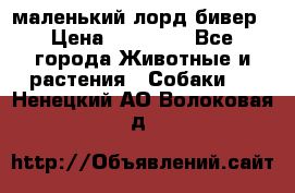 маленький лорд бивер › Цена ­ 10 000 - Все города Животные и растения » Собаки   . Ненецкий АО,Волоковая д.